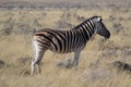 Zebra with a big scar in its back eating alone in the Etosha National Park